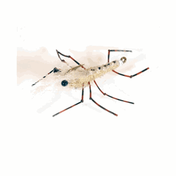 A.Jensen SEATROUT - Honey Shrimp Original